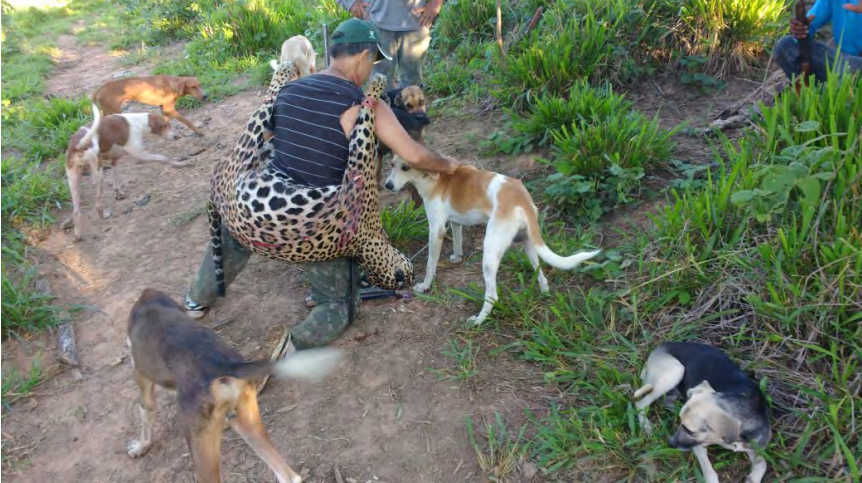 Dentista condenado por matar onças no Acre pode ter abatido 48 animais desde 1987