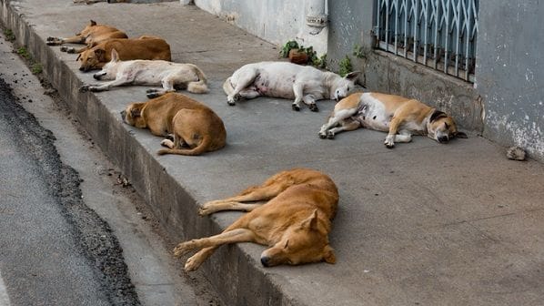 Cidade do Acre vai multar quem abandonar cães e gatos nas ruas