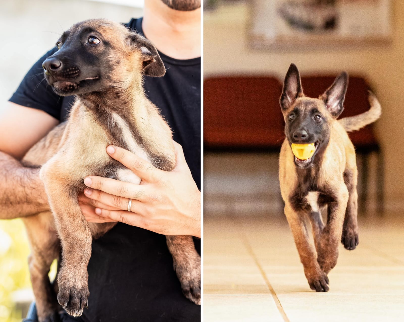 Cães são doados para a Polícia Civil e instituição lança campanha para escolha dos nomes dos novos membros