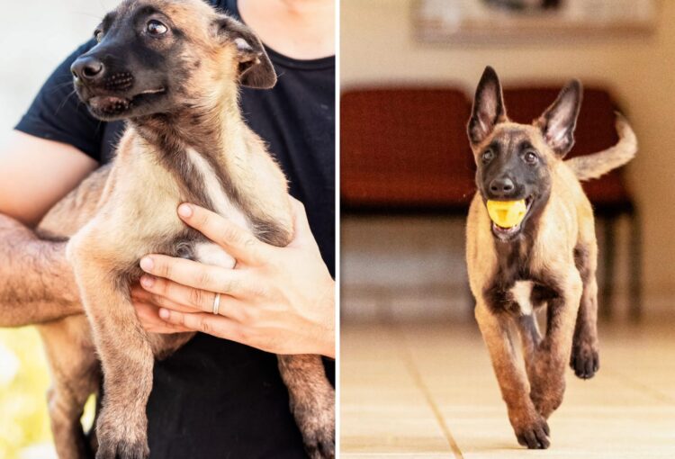 Após votação, cães doados para a Polícia Civil são batizados com nomes de Atena e Kyra