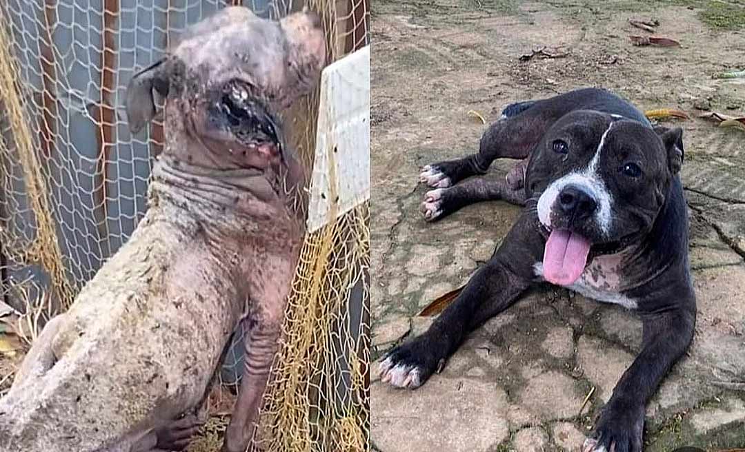 O antes e depois de animais resgatados nas ruas de Rio Branco e a importância do amor e adoção responsável