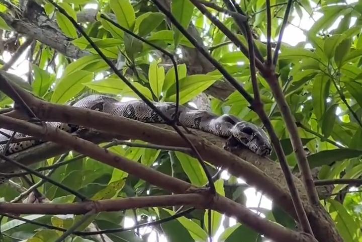 Corpo de Bombeiros resgata cobra jiboia encontrada em árvore no quintal de casa no Eldorado