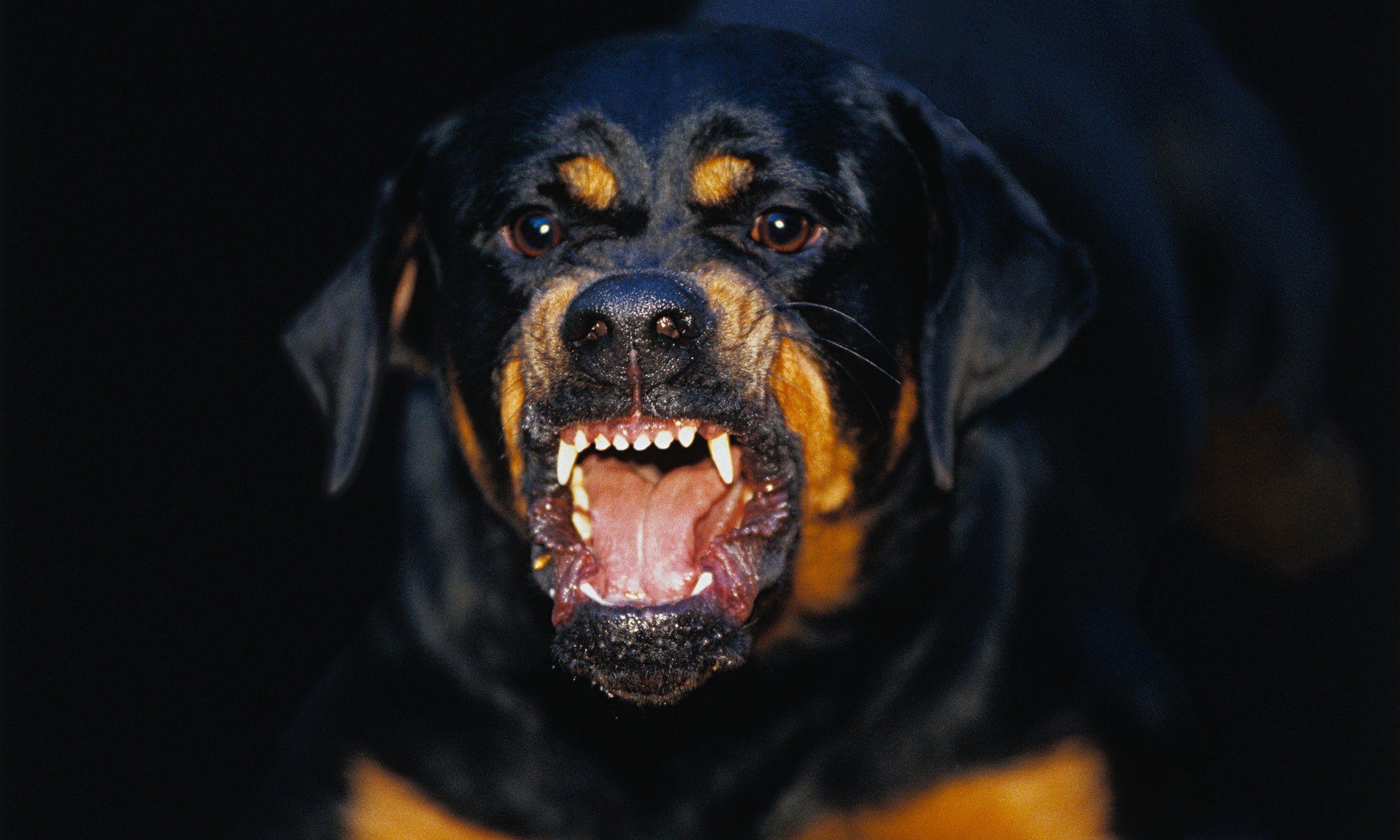 Em novo ataque, Rottweiler violento deixa criança de 5 anos ferida, em Rio Branco