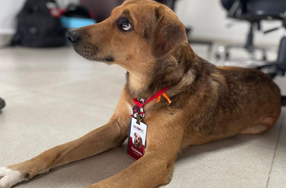 Cachorrinho ‘Caramelo’ vira funcionário do Ministério Público do Acre e ganha crachá; veja