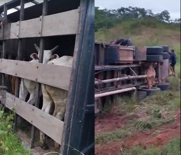 Caminhão boiadeiro carregado de bois tomba em trecho esburacado da BR-364, no Acre