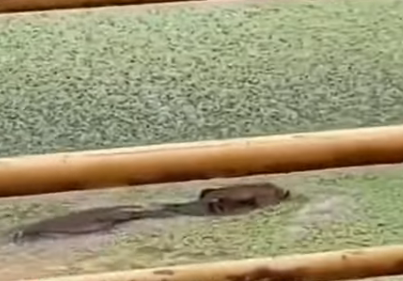 IMAGENS FORTES: Capivara é triturada por bomba d’água após cair em tanque na ETA, em Rio Branco