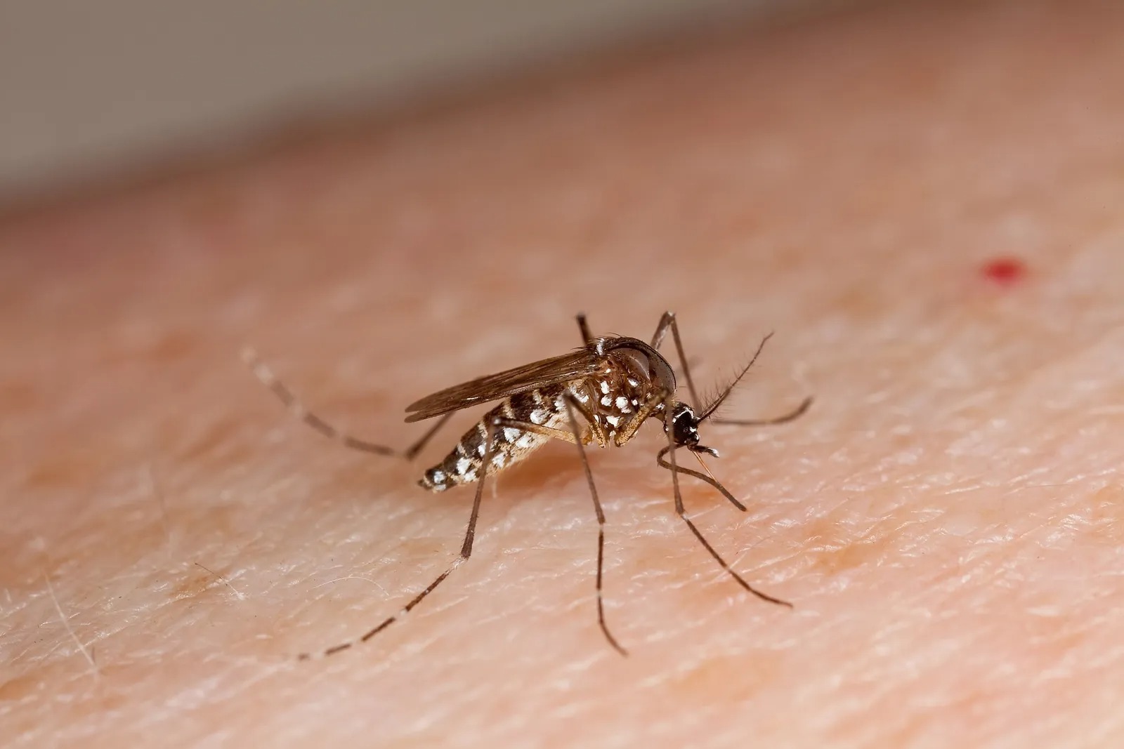 Prevenção da dengue: cuidados essenciais para evitar a doença que cresce no Acre  