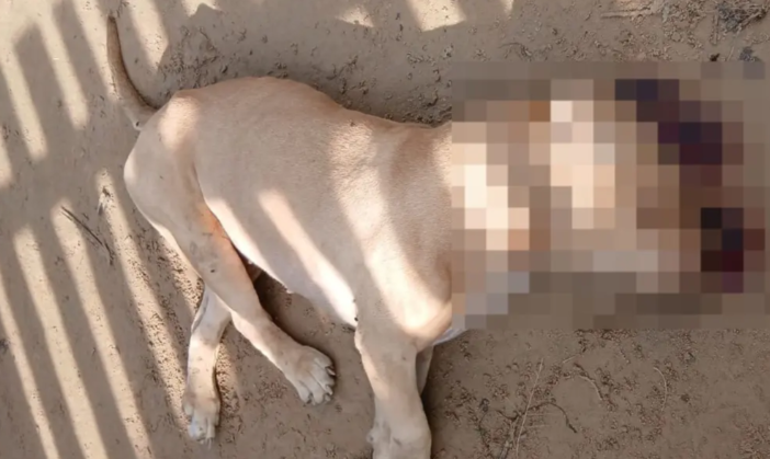 Guarnição da PM invade quintal e mata cachorro pitbull durante perseguição a suspeitos em Sena Madureira