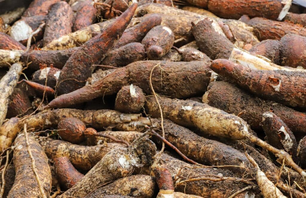 Com alta produção de mandioca, estimativa de abril indica safra de mais de 195 mil toneladas em 2025 no Acre 
