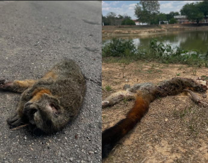 Denúncia expõe mortes de animais silvestres dentro do campus da Universidade Federal do Acre