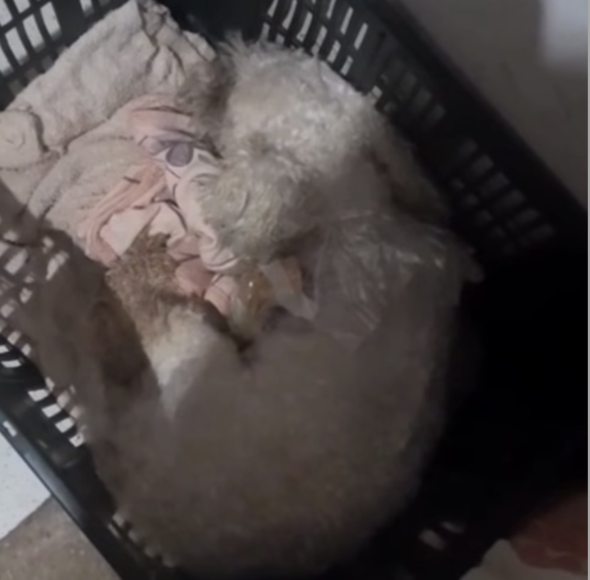 Preocupante: cachorro é atacado por onça e fica ferido na Vila Acre, em Rio Branco
