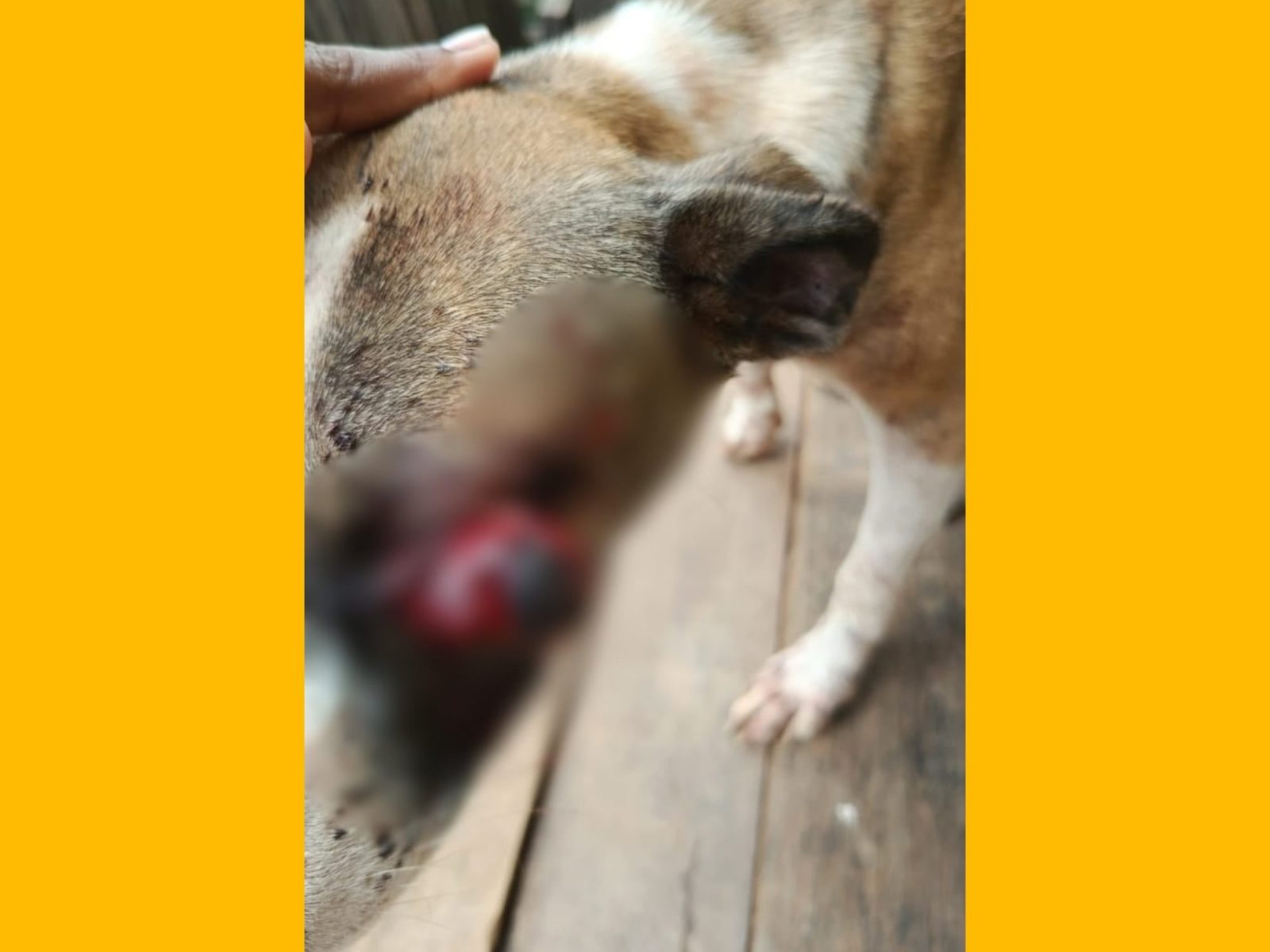 No Acre, cachorrinha fica com olho para fora da cabeça após tortura e caso gera revolta