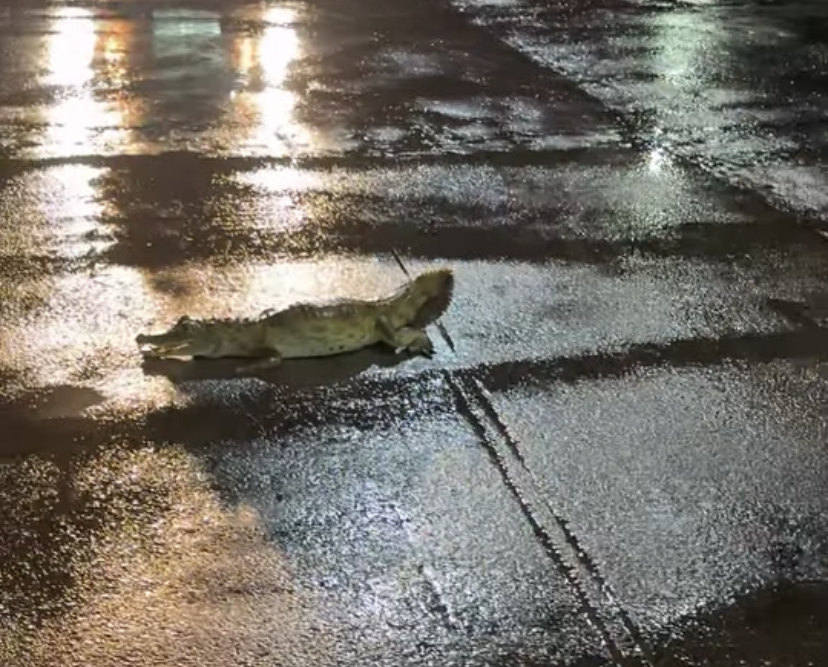 Motoboys resgatam filhote de jacaré ferido na Avenida Amadeo Barbosa na noite desta terça-feira