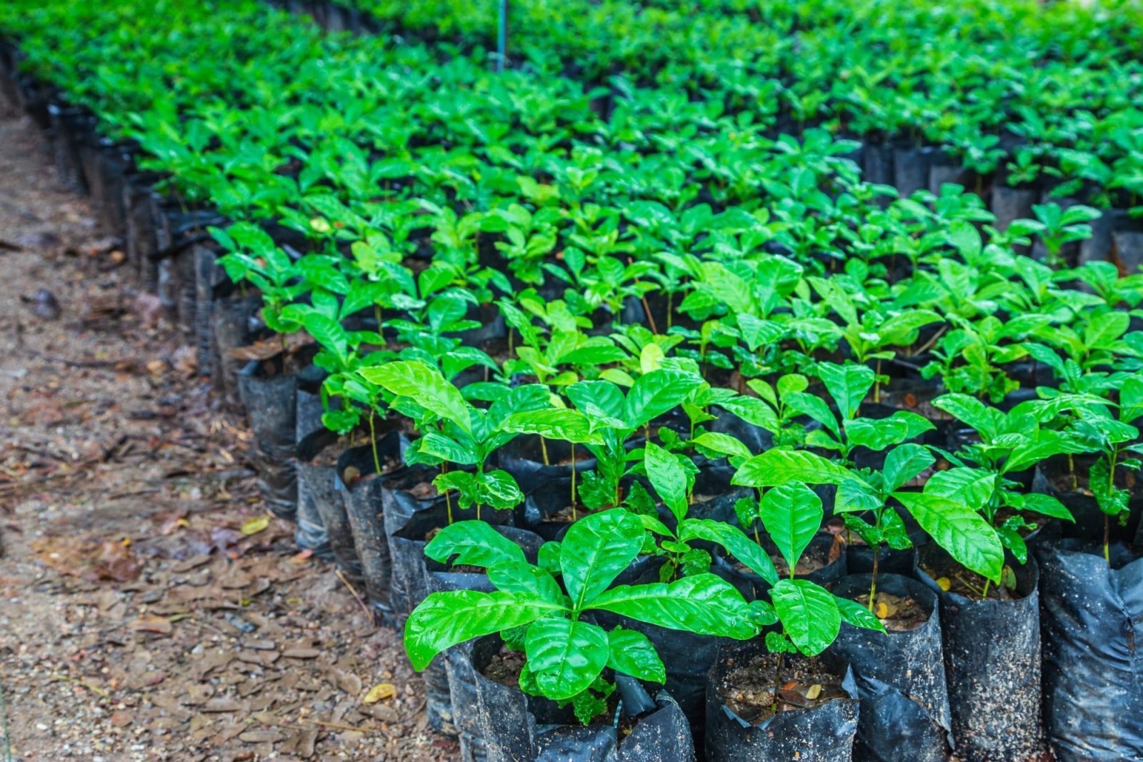 Saiba como participar do credenciamento para fornecer mudas de café e cacau para o governo do Acre