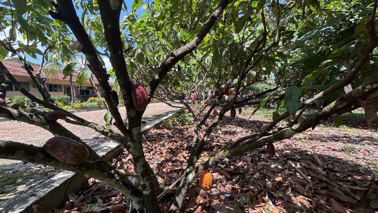 Com foco na sustentabilidade, governo do Acre e Sebrae iniciam capacitação para fortalecer a cadeia do cacau