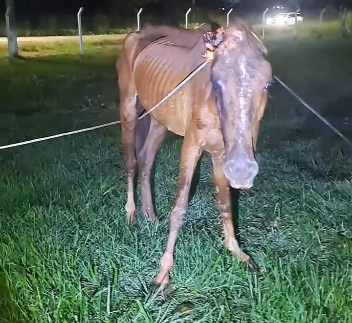 Bombeiros buscam novo tutor para cavalo que sofreu maus-tratos severos na Estrada do Amapá