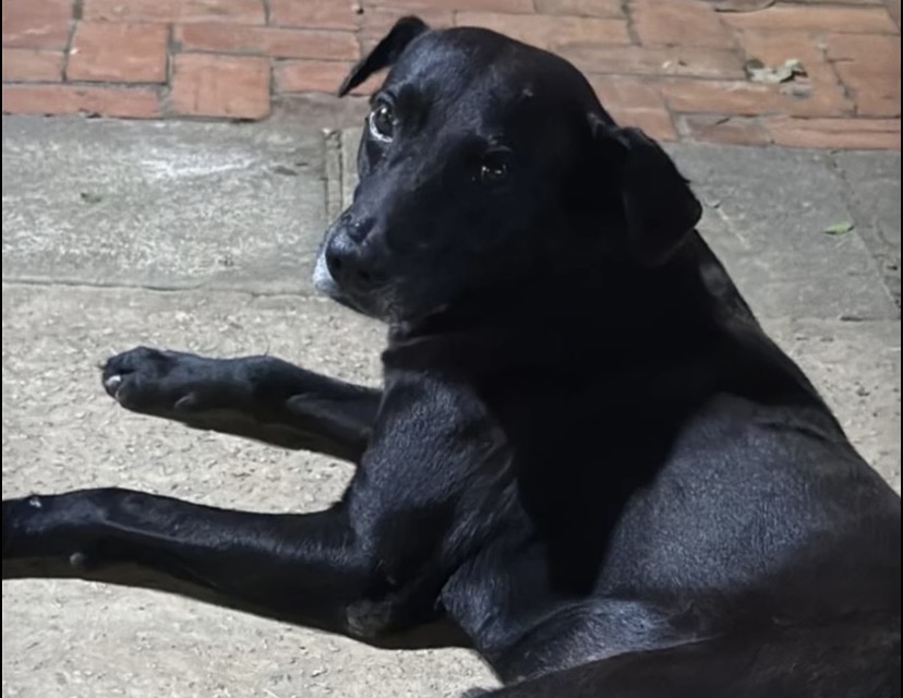 Davi Friale lamenta morte de “Negão”, cachorro atropelado e arrastado vários metros por carro na Cidade Nova