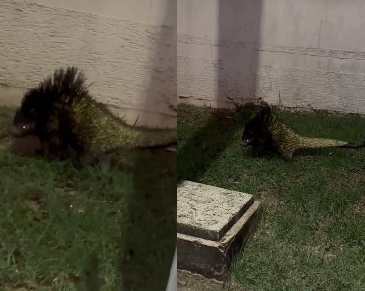 Flagrante noturno: Presença de porco-espinho em rua de Rio Branco atrai curiosos