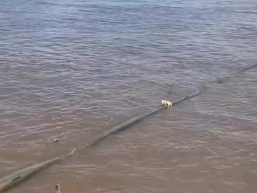 Vídeo mostra resgate dramático de cachorrinho no meio do rio Amazonas