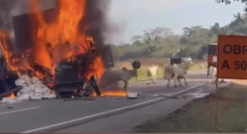 Carreta bate de frente com outra na BR-364, pega fogo, e homem se arrisca para salvar gado do incêndio